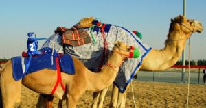 Al-Marmoum-Camel-Race-track-jaimin-holidays